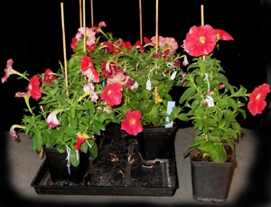 Plateau in pots